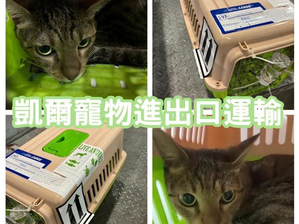 2024/06/21『香港』虎斑貓貓陪主人一起飛香港生活啦~~~